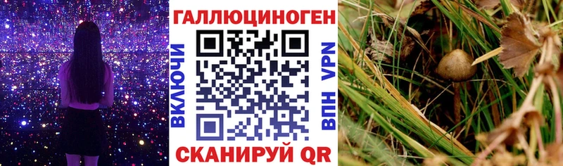 Купить где  Светлоград  Псилоцибиновые грибы мицелий 